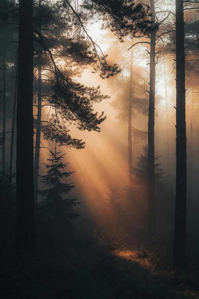 Sumuinen suomalainen metsä auringonvalon pilkistäessä puiden lomasta